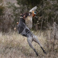 Bird Dog by David Cruz